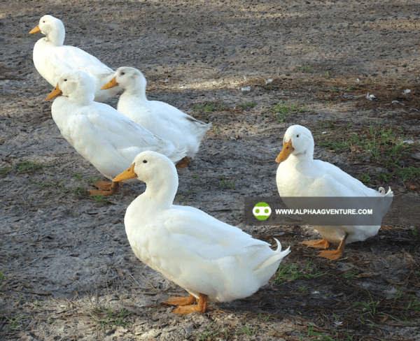 Buy Pekin Duck for Sale from Alpha Agventure Farms