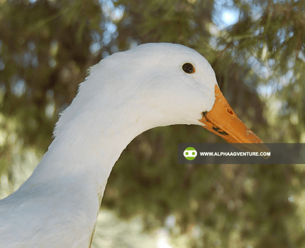 Buy Pekin Duck for Sale from Alpha Agventure Farms