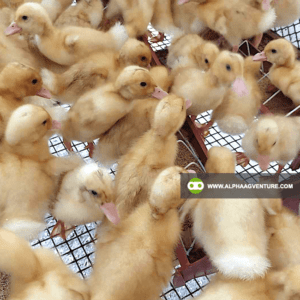 Buy Pekin Duck for Sale from Alpha Agventure Farms