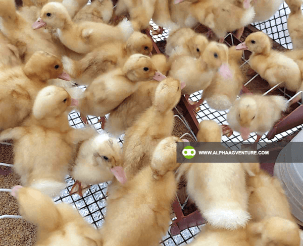 Buy Pekin Duck for Sale from Alpha Agventure Farms