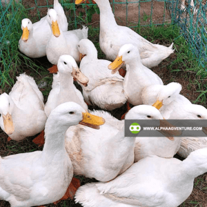 Buy Pekin Duck for Sale from Alpha Agventure Farms