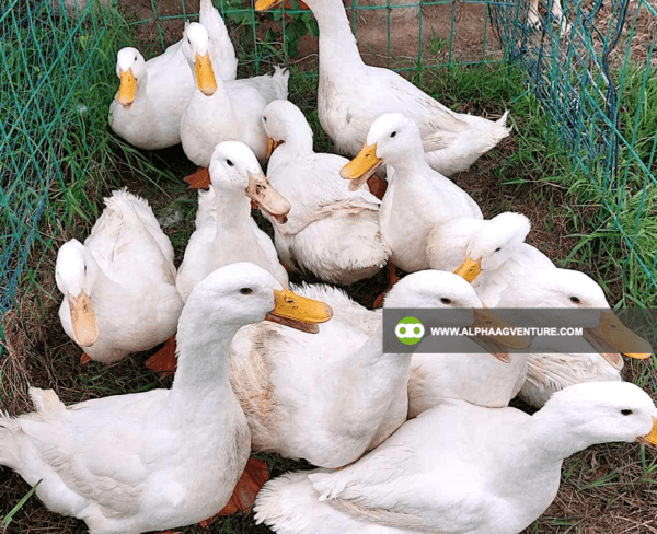 Buy Pekin Duck for Sale from Alpha Agventure Farms