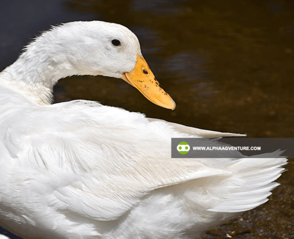 Buy Pekin Duck for Sale from Alpha Agventure Farms