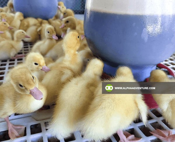 Buy Pekin Duck for Sale from Alpha Agventure Farms