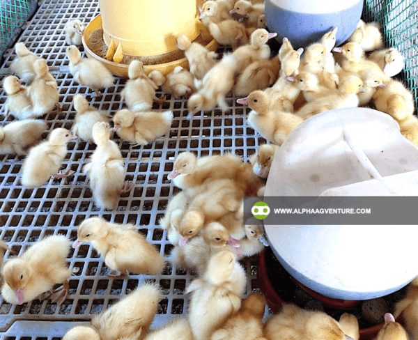 Buy Pekin Duck for Sale from Alpha Agventure Farms