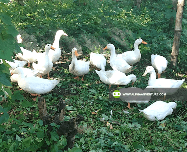 Buy Pekin Duck for Sale from Alpha Agventure Farms