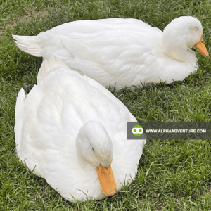 Ducks