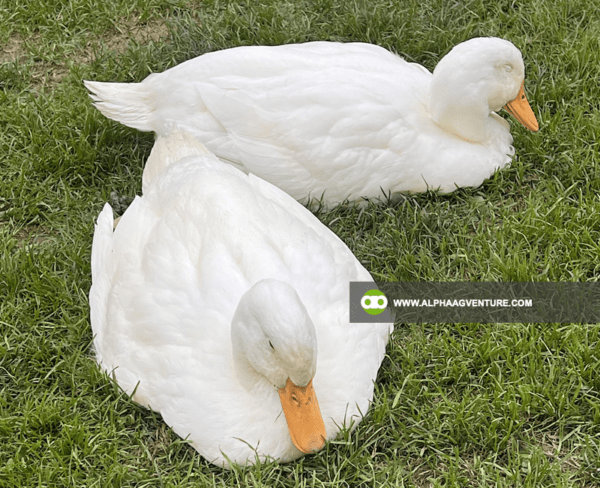 Buy Pekin Duck for Sale from Alpha Agventure Farms