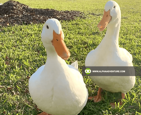 Buy Pekin Duck for Sale from Alpha Agventure Farms