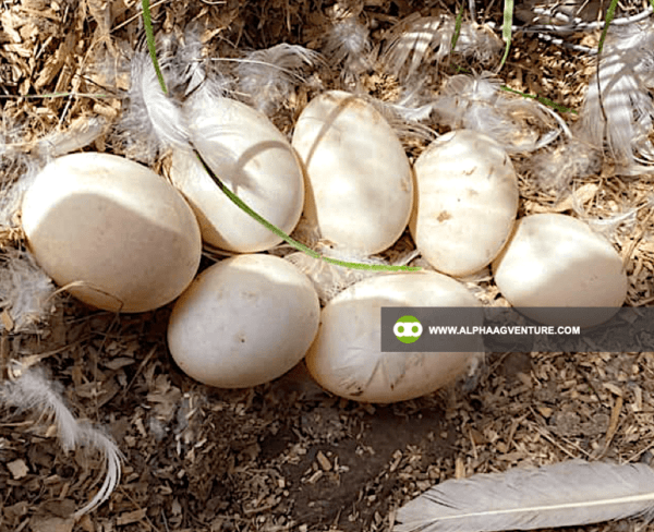 Buy Pekin Duck for Sale from Alpha Agventure Farms