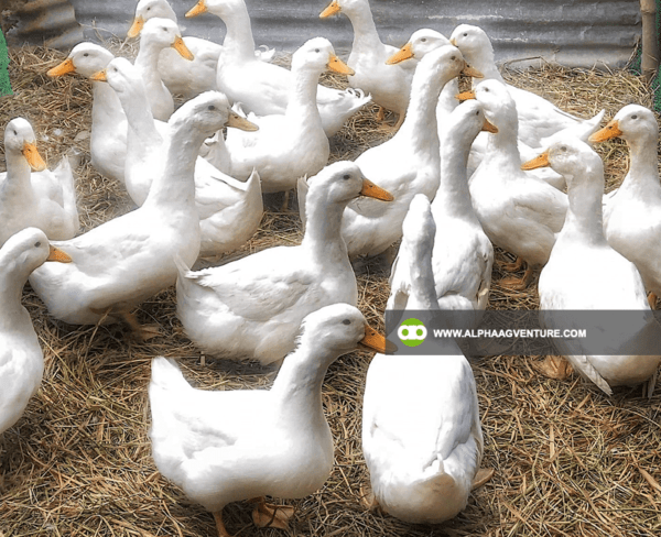 Buy Pekin Duck for Sale from Alpha Agventure Farms