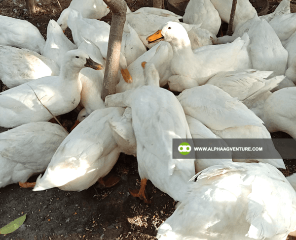 Buy Pekin Duck for Sale from Alpha Agventure Farms