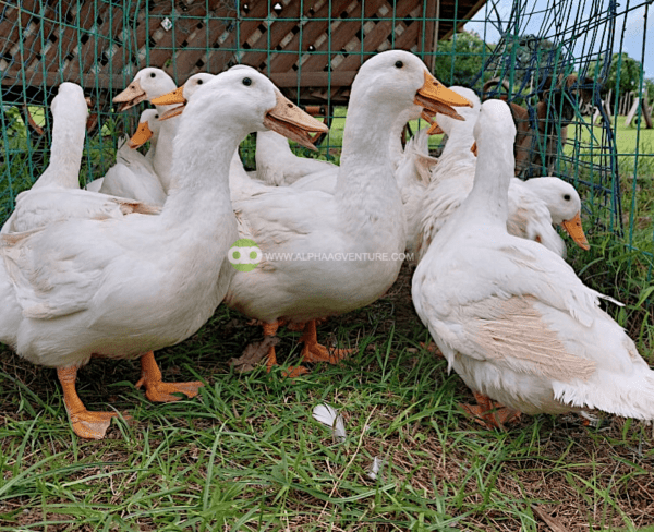 Buy Pekin Ducks for Sale from Alpha Agventure Farms