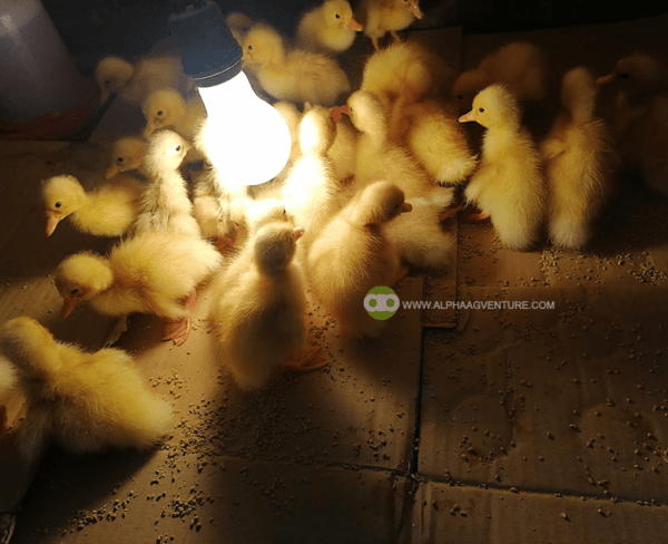 Buy Pekin Ducks for Sale from Alpha Agventure Farms