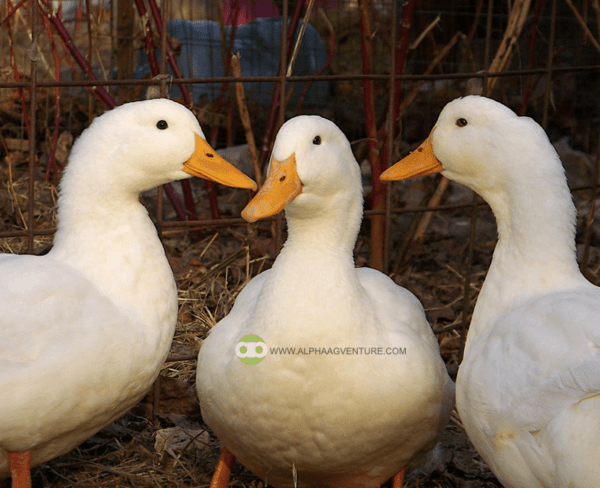 Buy Pekin Ducks for Sale from Alpha Agventure Farms