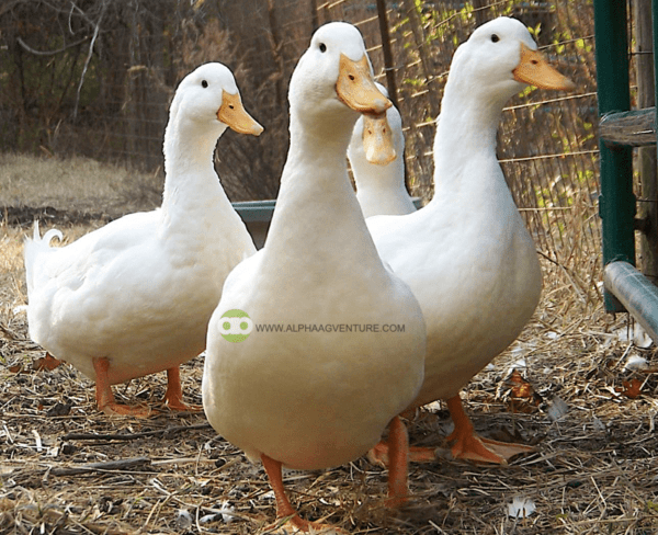 Buy Pekin Ducks for Sale from Alpha Agventure Farms