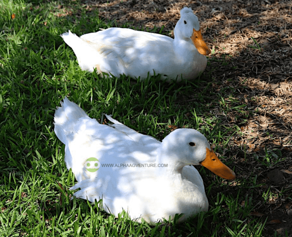 Buy Pekin Ducks for Sale from Alpha Agventure Farms