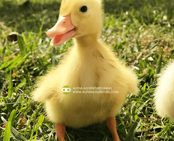 Buy Pekin Ducks for Sale from Alpha Agventure Farms