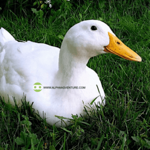 Buy Pekin Ducks for Sale from Alpha Agventure Farms