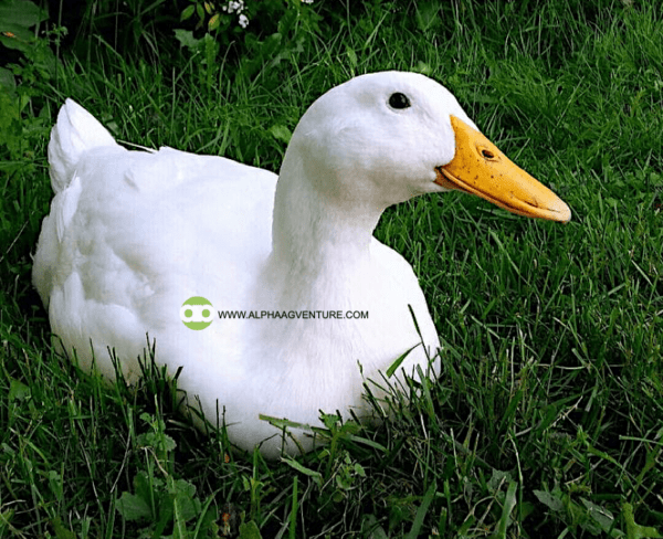 Buy Pekin Ducks for Sale from Alpha Agventure Farms