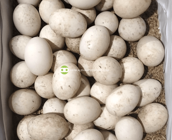 Buy Pekin Ducks for Sale from Alpha Agventure Farms