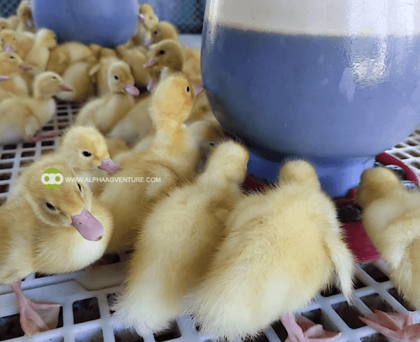 Buy Pekin Ducks for Sale from Alpha Agventure Farms