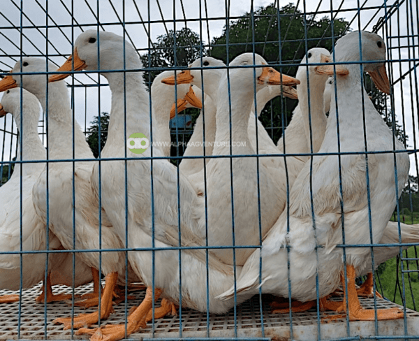 Buy Pekin Ducks for Sale from Alpha Agventure Farms