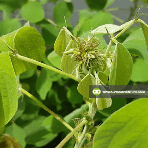 Buy Rensonii Seeds and Seedlings for Sale from Alpha Agventure Farms