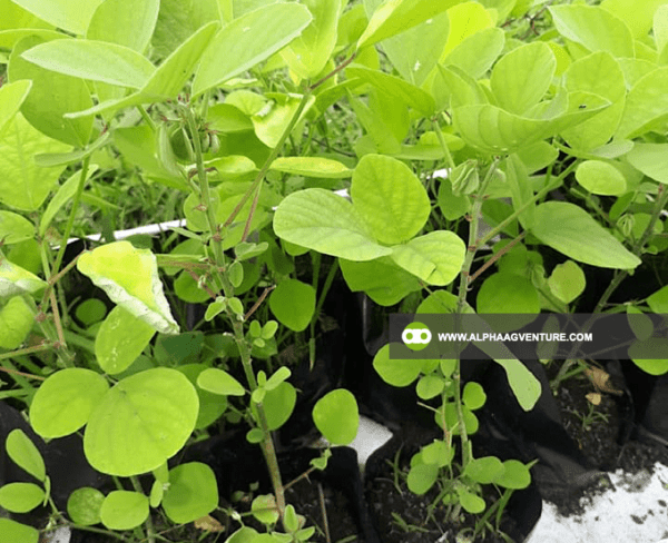 Buy Rensonii Seeds and Seedlings for Sale from Alpha Agventure Farms