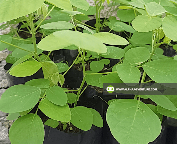 Buy Rensonii Seeds and Seedlings for Sale from Alpha Agventure Farms