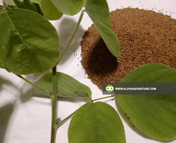 Buy Rensonii Seeds and Seedlings for Sale from Alpha Agventure Farms