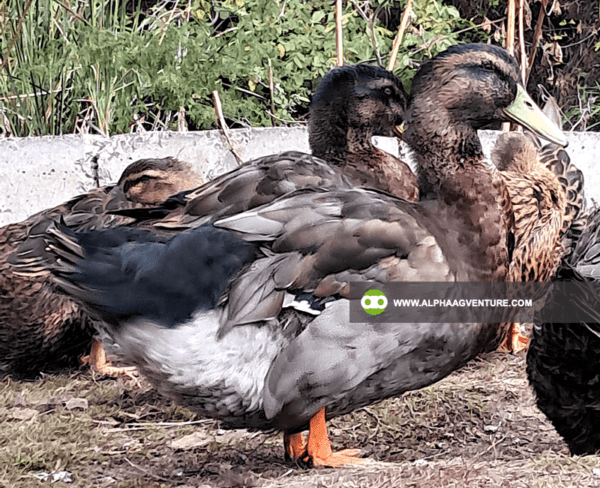 Buy Rouen Duck for Sale from Alpha Agventure Farms