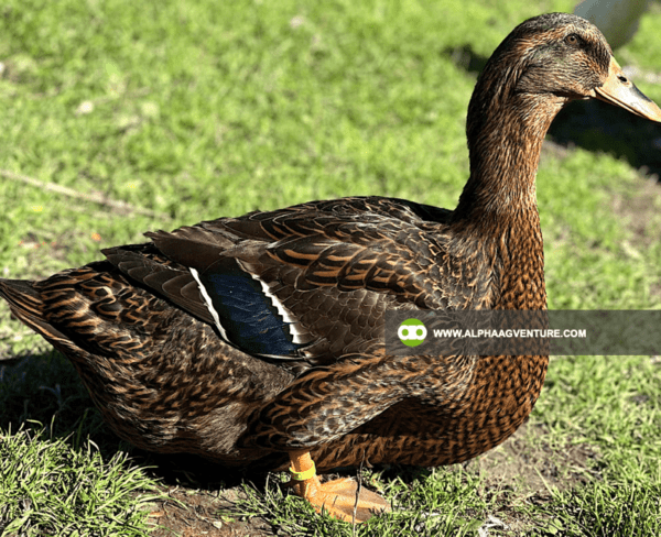 Buy Rouen Duck for Sale from Alpha Agventure Farms