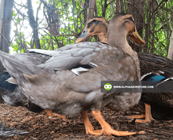 Buy Rouen Duck for Sale from Alpha Agventure Farms