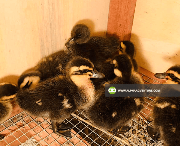 Buy Rouen Duck for Sale from Alpha Agventure Farms