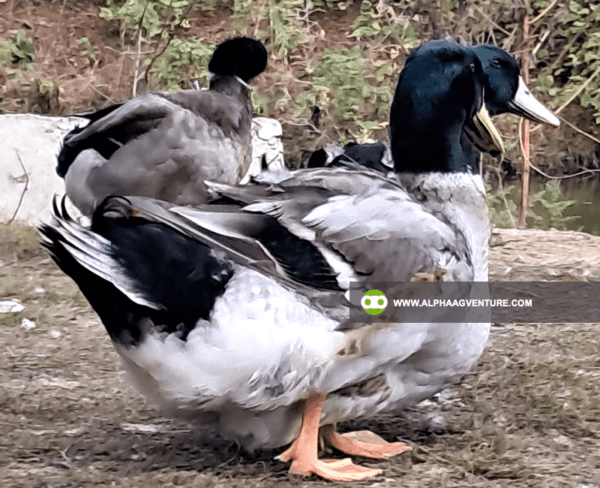 Buy Rouen Duck for Sale from Alpha Agventure Farms