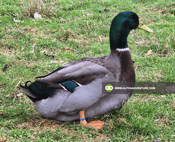 Buy Rouen Duck for Sale from Alpha Agventure Farms