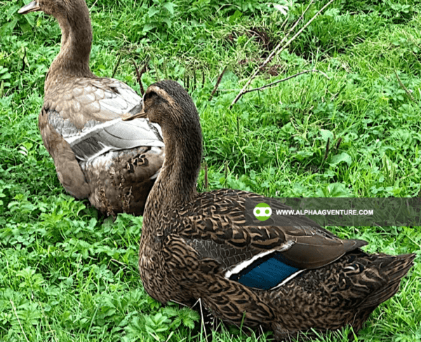 Buy Rouen Duck for Sale from Alpha Agventure Farms