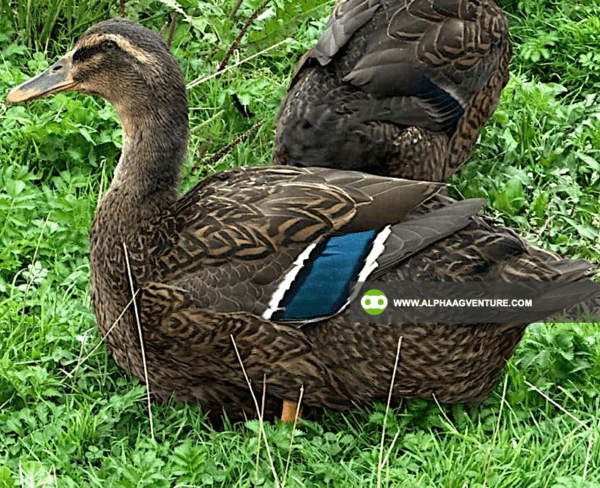 Buy Rouen Duck for Sale from Alpha Agventure Farms