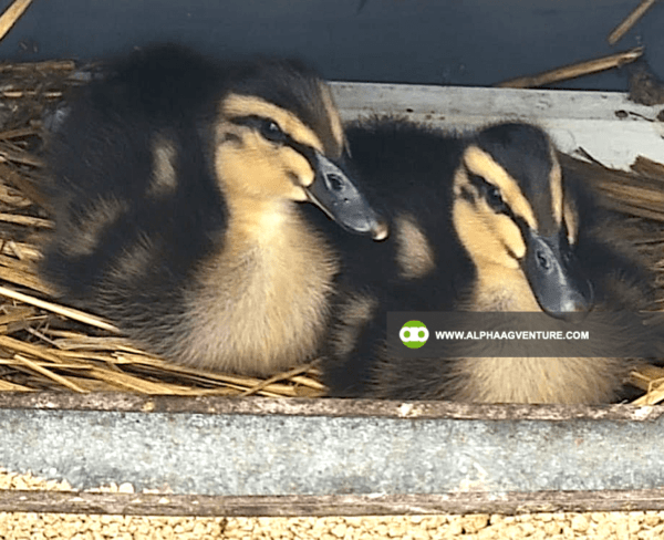 Buy Rouen Duck for Sale from Alpha Agventure Farms