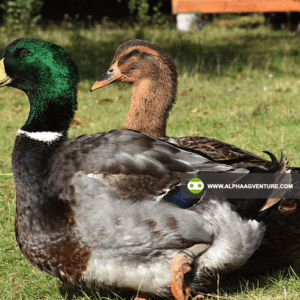 Buy Rouen Duck for Sale from Alpha Agventure Farms