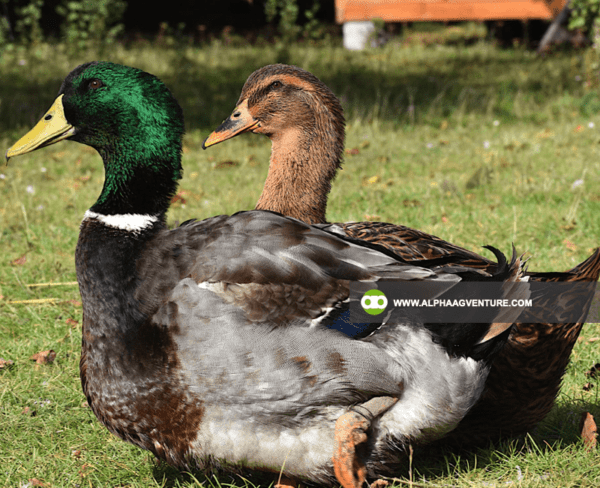 Buy Rouen Duck for Sale from Alpha Agventure Farms