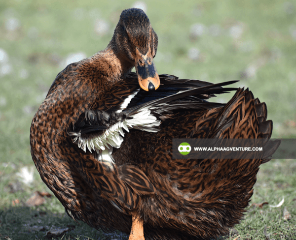 Buy Rouen Duck for Sale from Alpha Agventure Farms