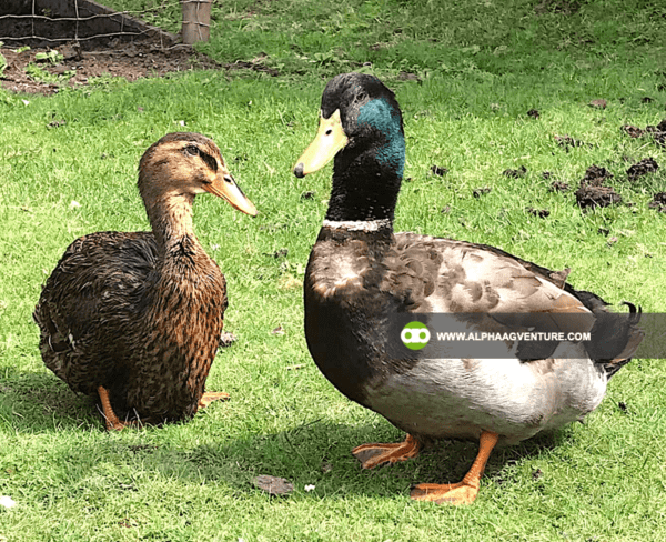 Buy Rouen Duck for Sale from Alpha Agventure Farms