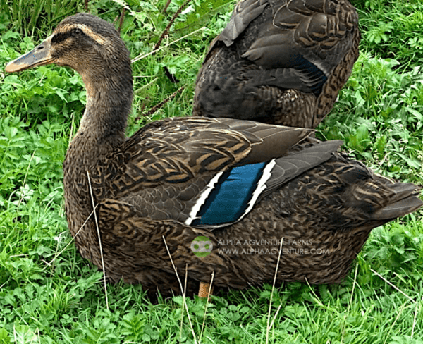 Buy Rouen Ducks from Alpha Agventure Farms