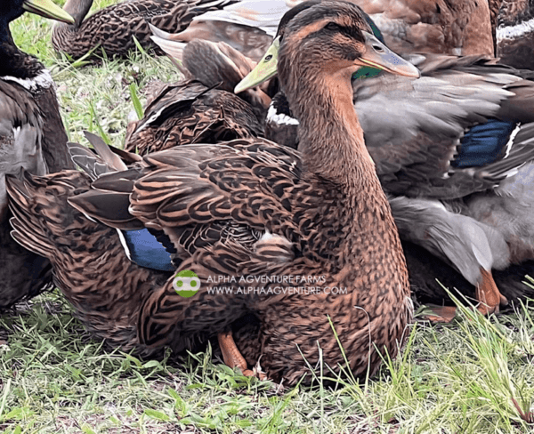 Buy Rouen Ducks from Alpha Agventure Farms