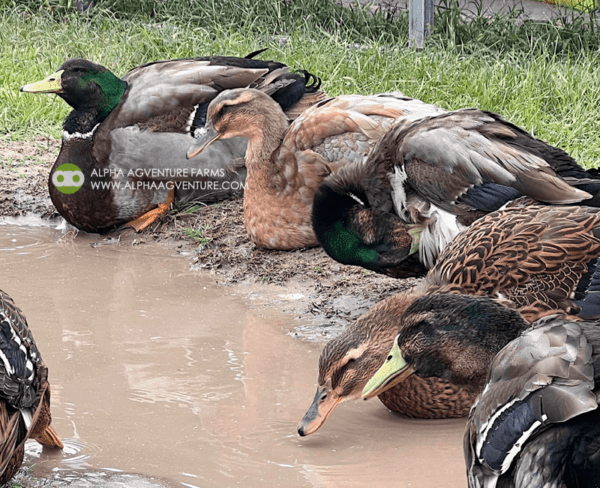 Buy Rouen Ducks from Alpha Agventure Farms