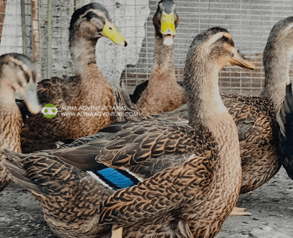 Buy Rouen Ducks from Alpha Agventure Farms