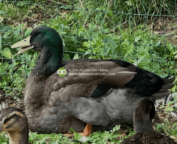 Buy Rouen Ducks from Alpha Agventure Farms