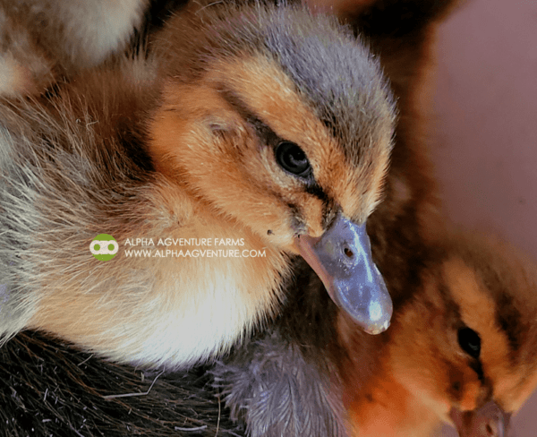 Buy Rouen Ducks from Alpha Agventure Farms